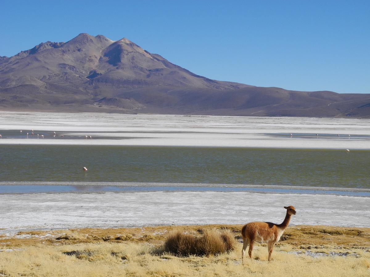Hostal Vientos Del Altiplano Putre Extérieur photo